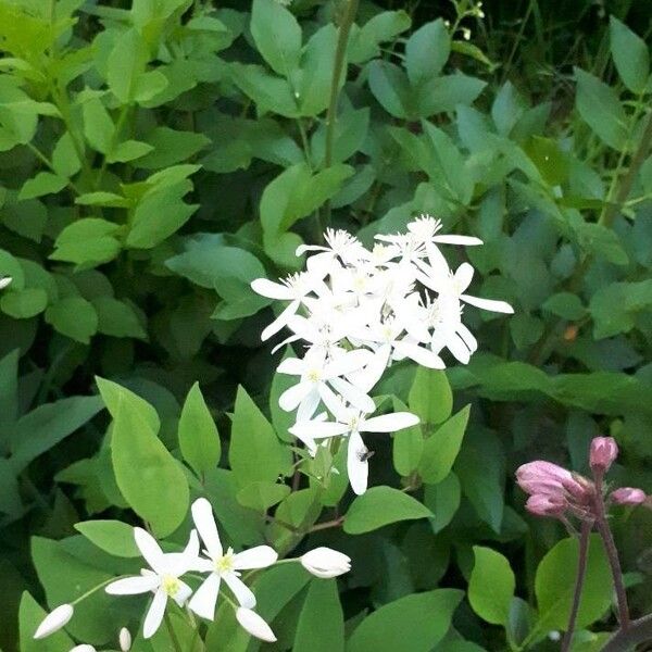 Clematis recta Flor