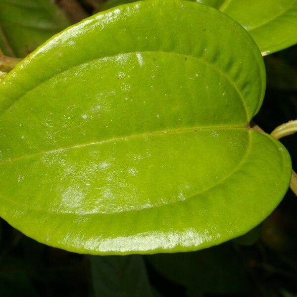 Adelobotrys adscendens Leaf