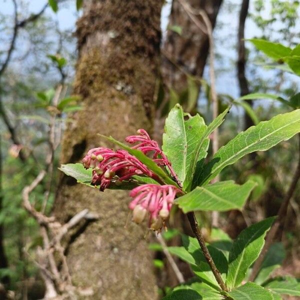 Vaccinium vacciniaceum Flower