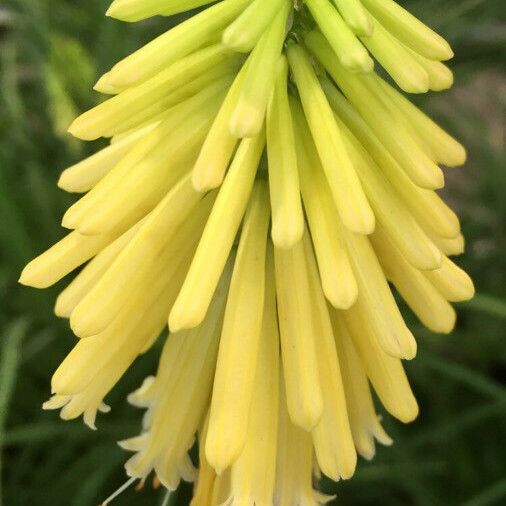 Kniphofia uvaria Virág