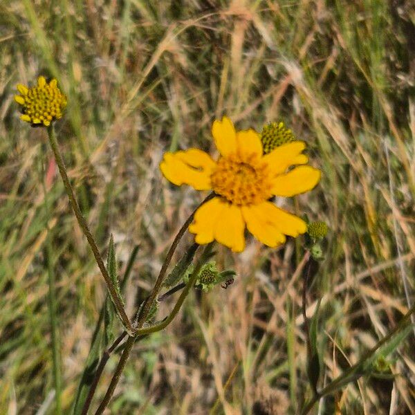 Aspilia mossambicensis Blomst