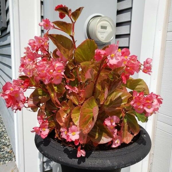 Begonia cucullata Habit