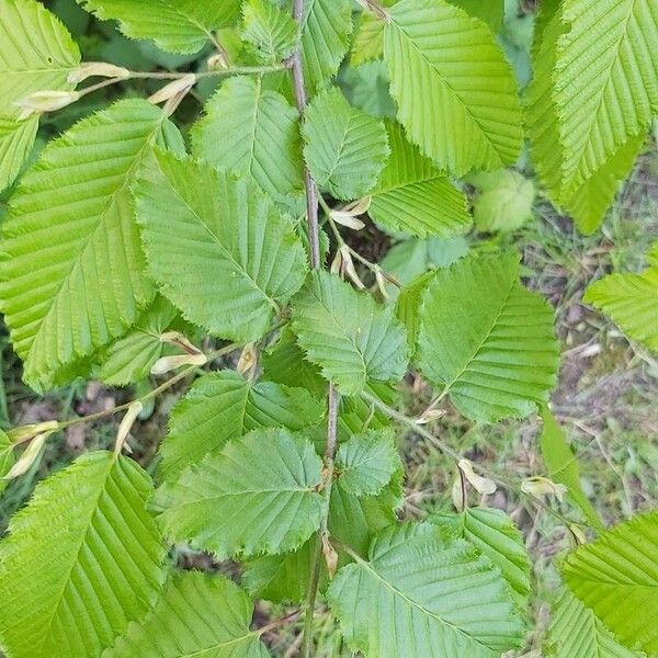 Carpinus orientalis Leaf
