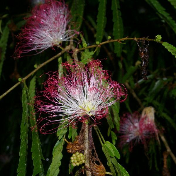 Calliandra magdalenae 花