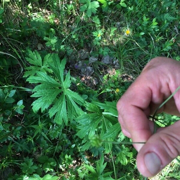 Ranunculus platanifolius Fruit