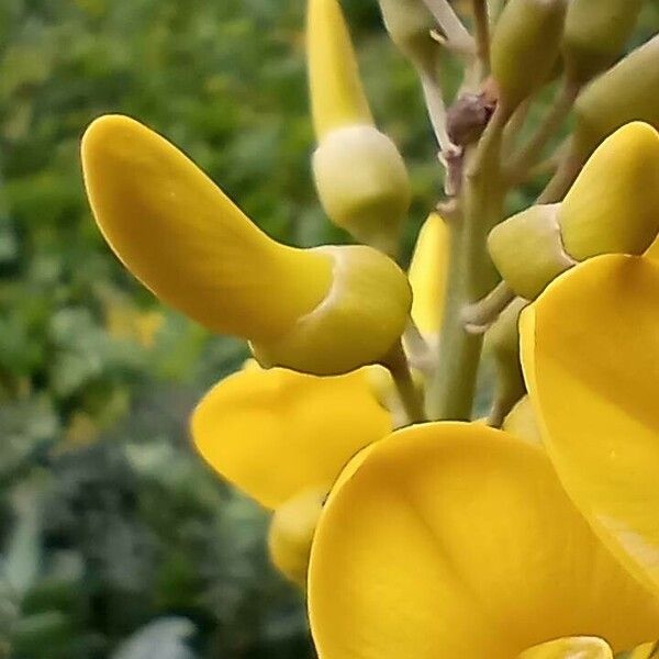 Sophora tomentosa Flors