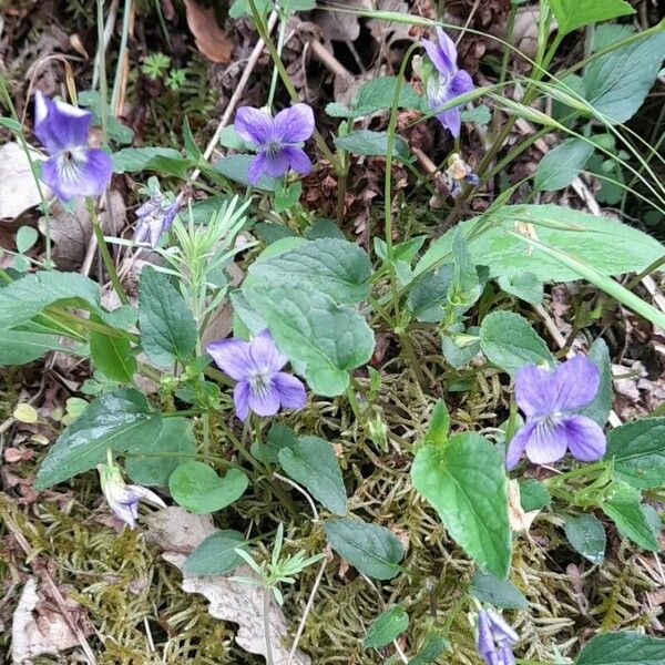 Viola riviniana Habit