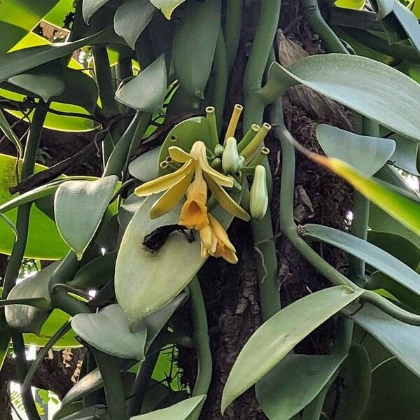 Vanilla planifolia Λουλούδι