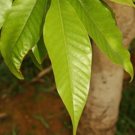 Michelia champaca Leaf