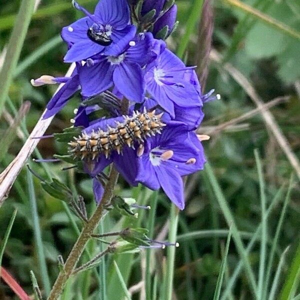 Veronica teucrium 花