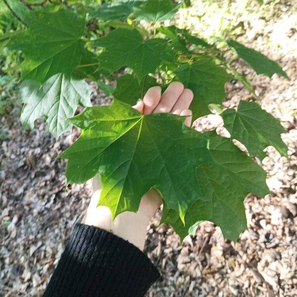 Acer saccharum Φύλλο