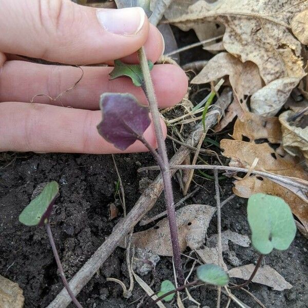 Cardamine douglassii 叶