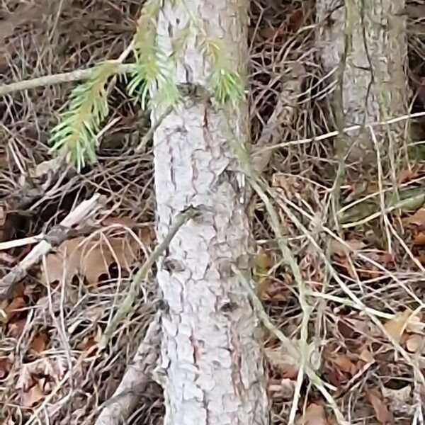 Picea abies Bark