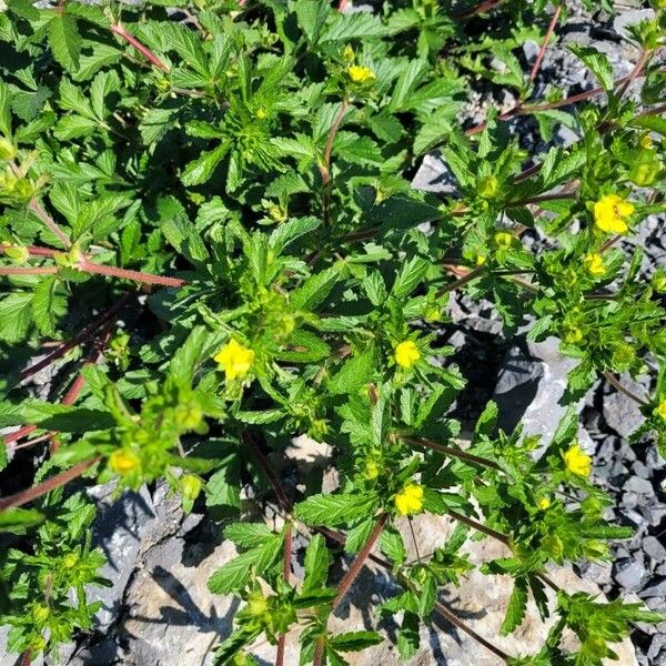 Potentilla norvegica Цвят