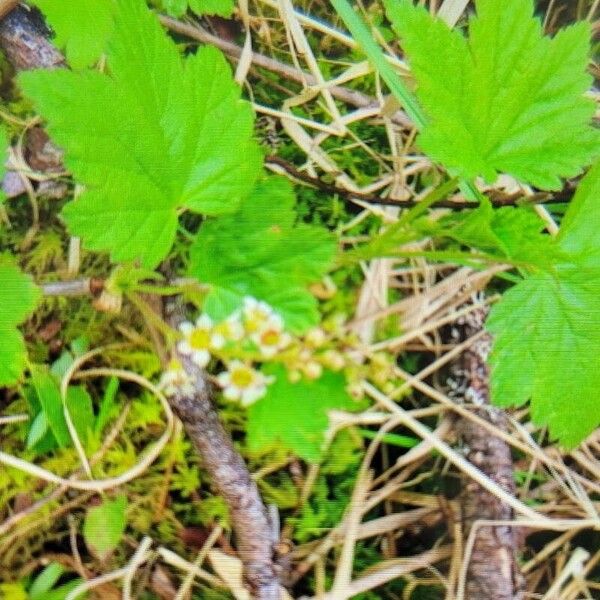 Ribes triste Flower