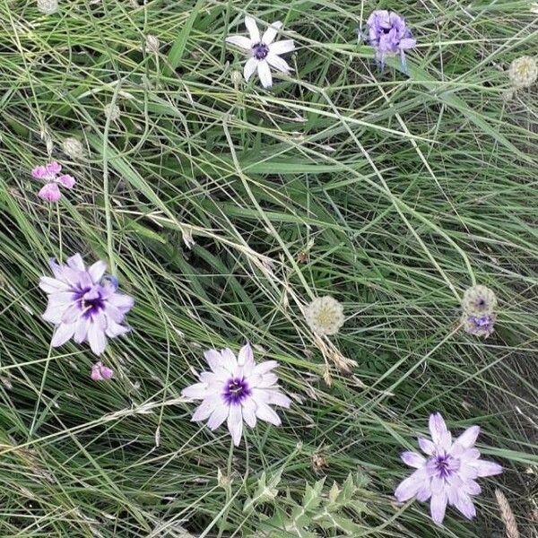 Catananche caerulea Virág