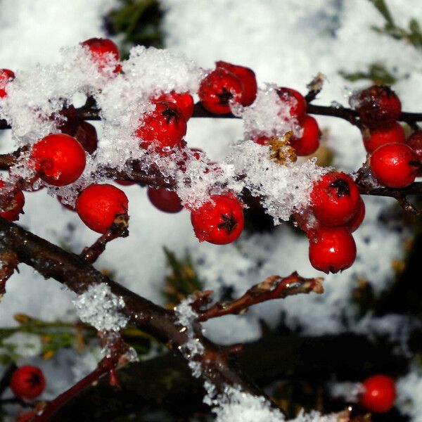 Cotoneaster integrifolius Fruto