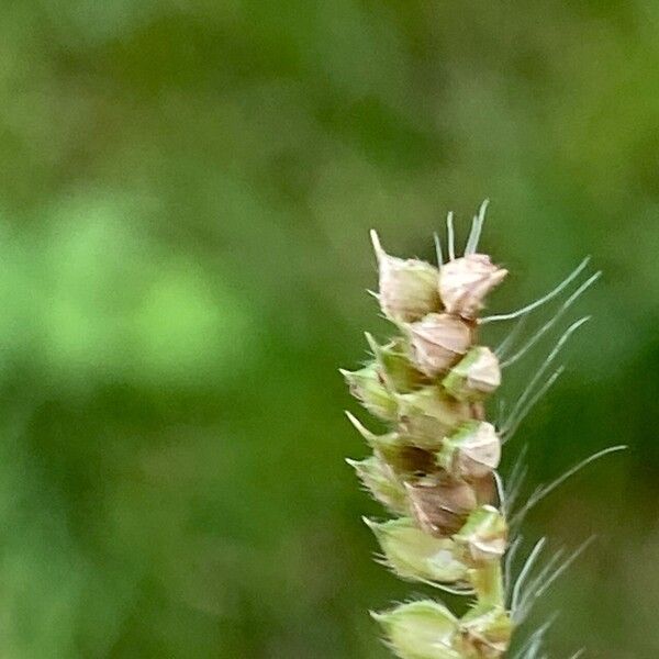 Echinochloa crus-galli Fruit