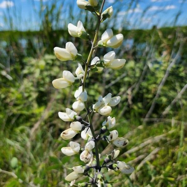 Baptisia alba Flower