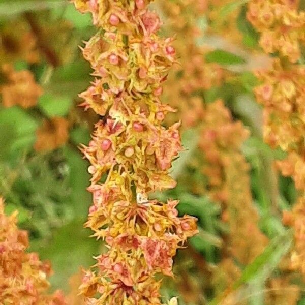 Rumex obtusifolius Blodyn