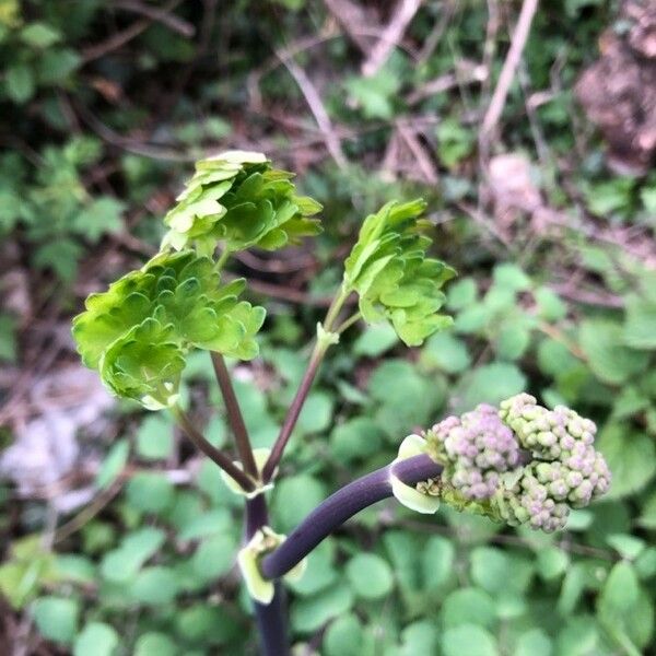 Thalictrum dioicum Leaf