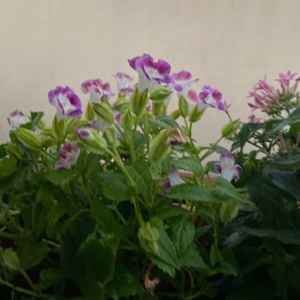 Torenia fournieri Flower