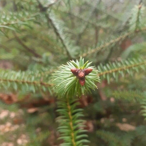 Abies pinsapo Blomst