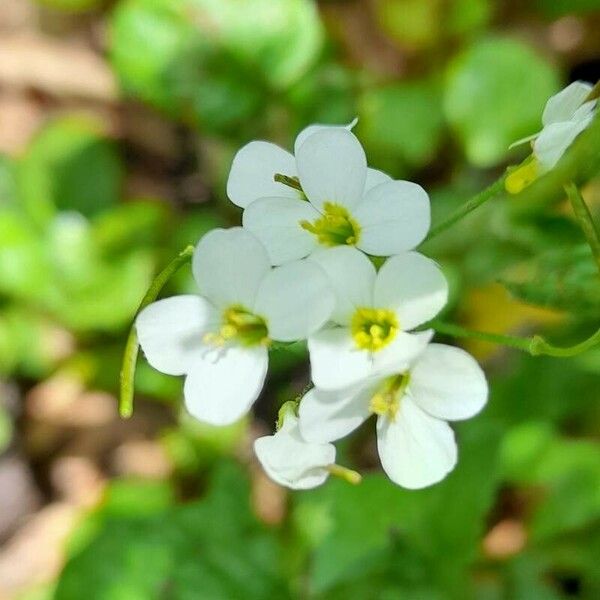 Arabis alpina Flor