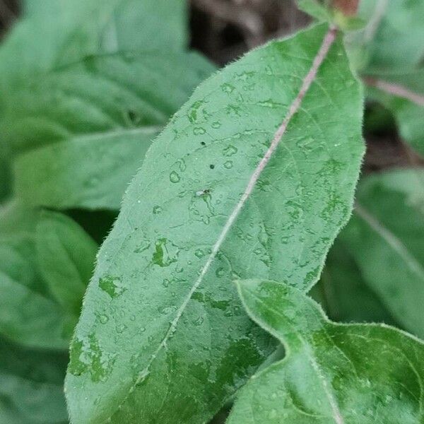 Oenothera parviflora 叶