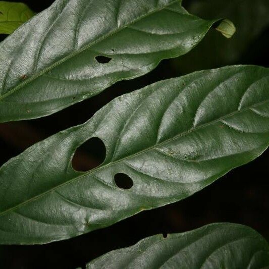 Ryania speciosa Leaf