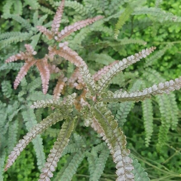 Adiantum hispidulum Leaf