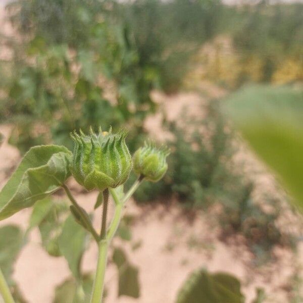 Abutilon theophrasti Плід