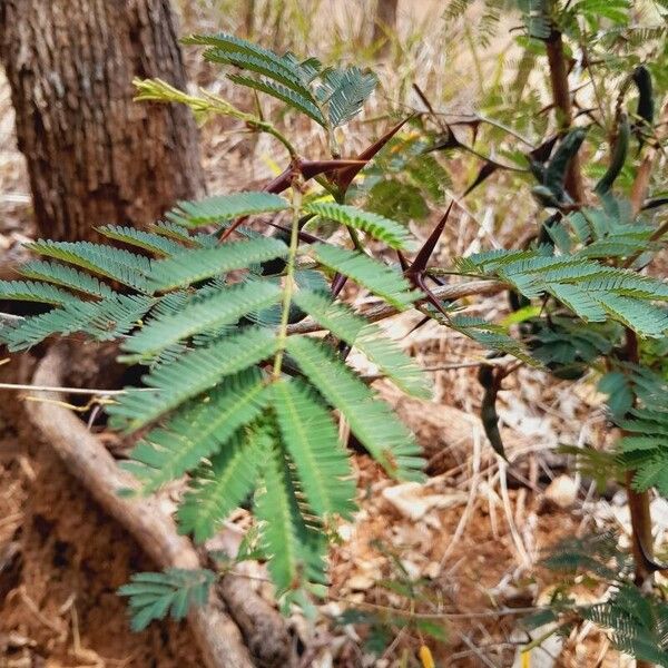 Vachellia cornigera 叶