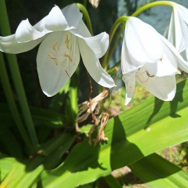 Crinum latifolium Bloem