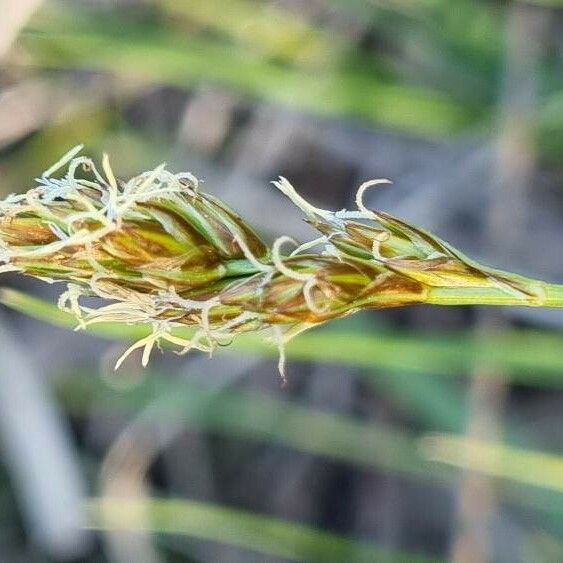 Carex arenaria Кветка