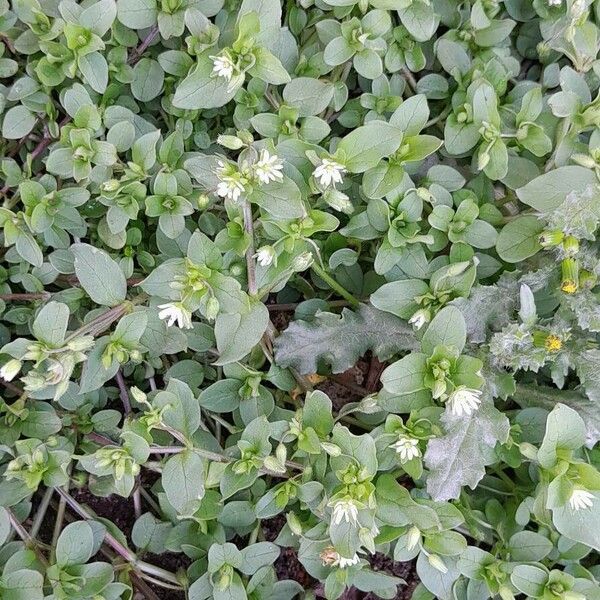 Stellaria media Habit