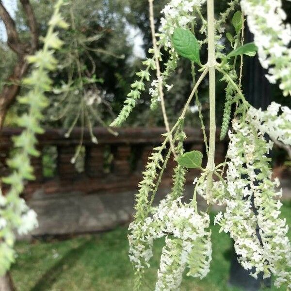 Buddleja asiatica Flower