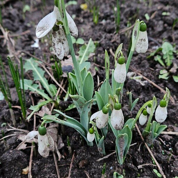 Galanthus elwesii 整株植物