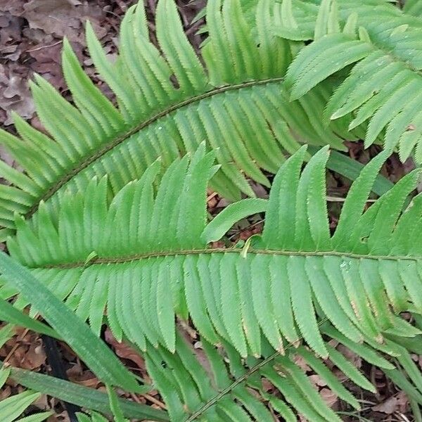 Polystichum munitum Folha