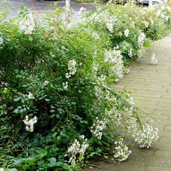 Rosa multiflora Alkat (teljes növény)