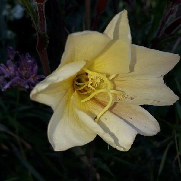 Oenothera stricta Flower