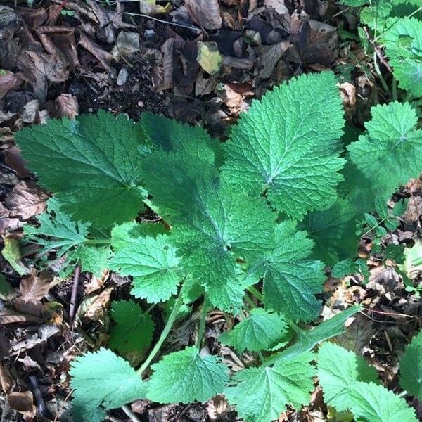 Scrophularia vernalis Листок