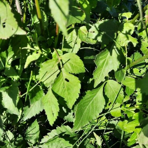 Bidens pilosa Leaf