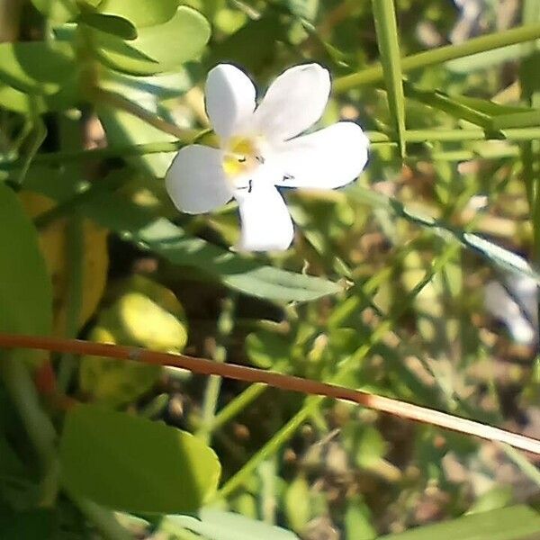 Bacopa monnieri Кветка