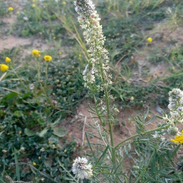 Reseda alba Λουλούδι