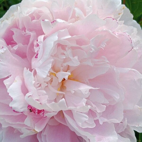 Paeonia lactiflora Кветка