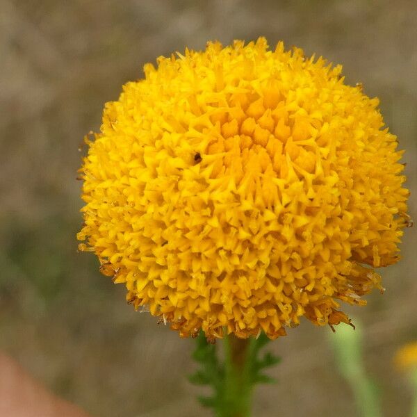 Anacyclus clavatus Fleur