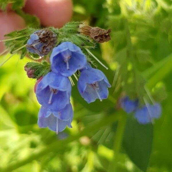 Symphytum asperum Lorea