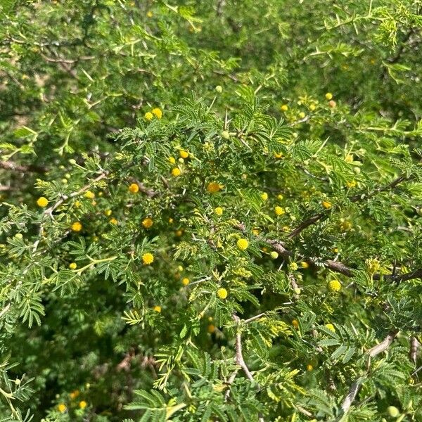 Vachellia tortuosa Blatt