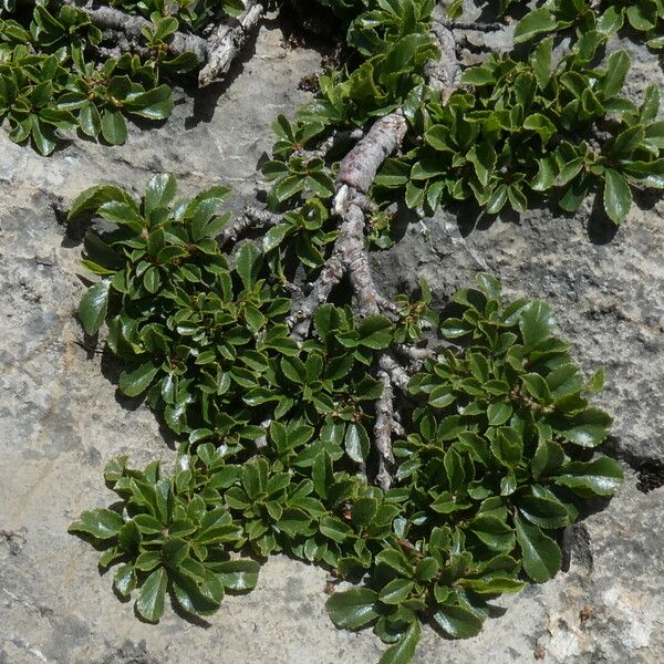 Rhamnus pumila Листок